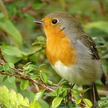 Le Village Enchanteur *